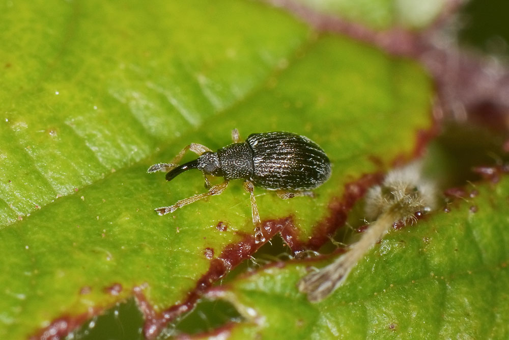 Apionidae: Kalcapion sp?  S, Kalcapion semivittatum semivittatum